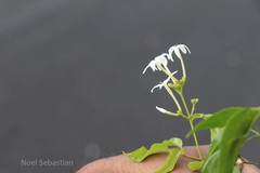 Jasminum flexile